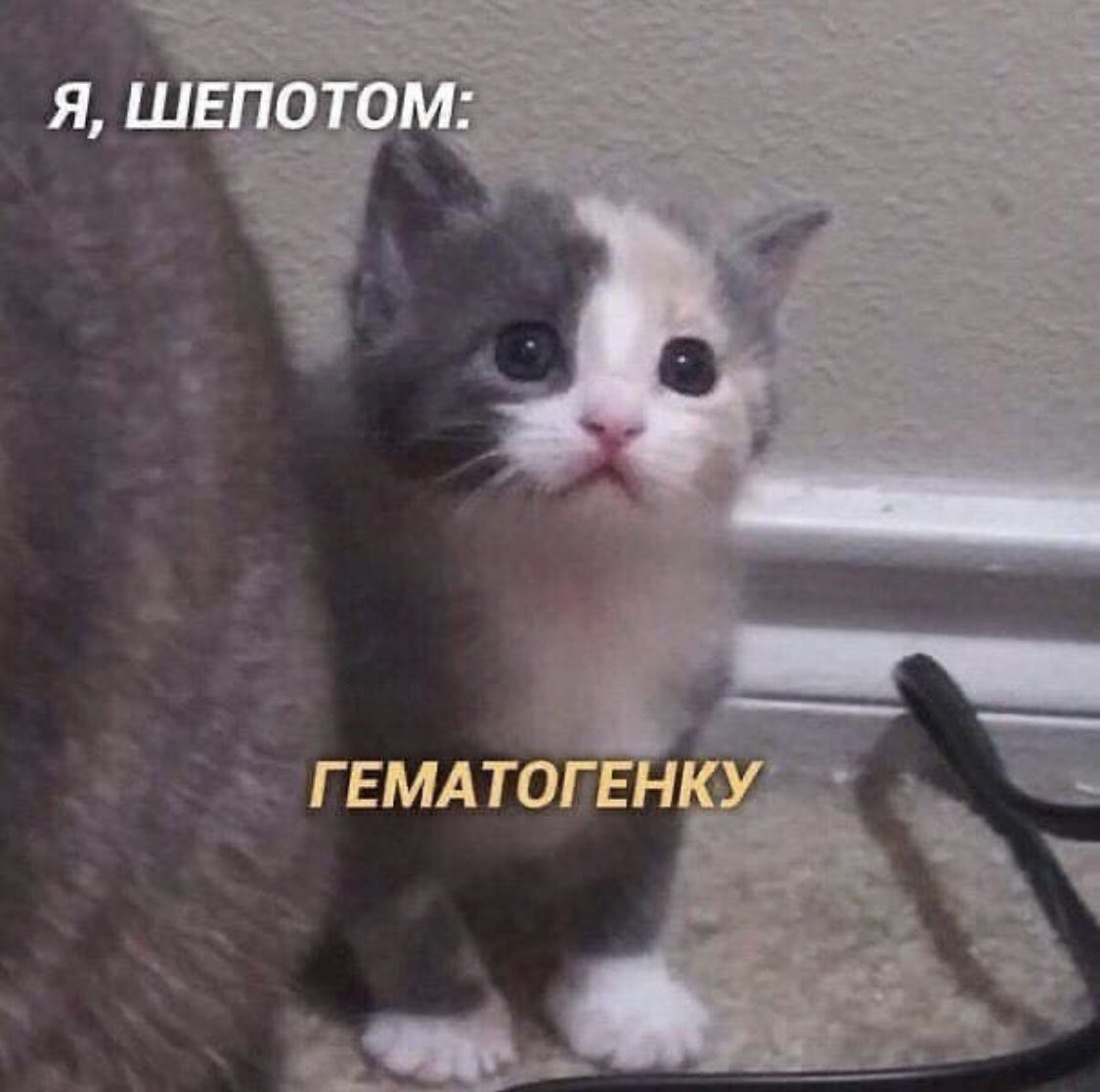 KseniyaKroner's tweet photo. Потому что всем с утра нужен самый добрый мем!! https://t.co/I62LHbvwE7