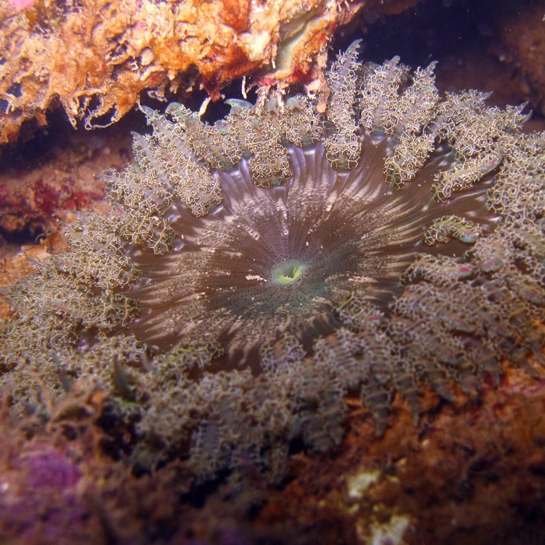 nparksbuzz's tweet photo. #DidYouKnow that we have our very own coral reefs? Delve into the pages of our new book, Hidden Havens: Exploring Marine Life in Singapore’s Marinas, a collaboration with the NUS Reef Ecology Lab. https://t.co/zZQCUx4AvS

Photos: Karenne Tun, NUS Reef Ecology Lab https://t.co/1t886O6OVD