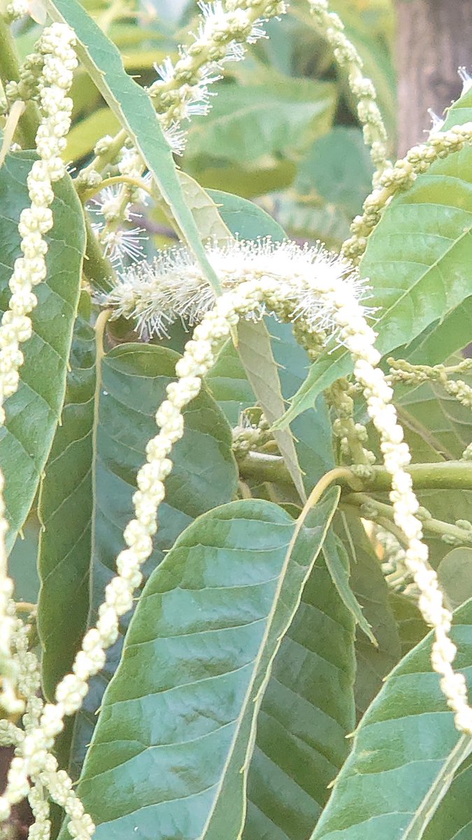 栗園マロンジーヌ小布施 栗の花が咲いてきました 朝から玄関開けると栗の花の香りです 小布施はこの時期この香りで埋め尽くされます ところで栗の花は雄花と雌花があるのはご存知でしょうか 画像は雄花 雌花はまたのつぶやきにします 小布施