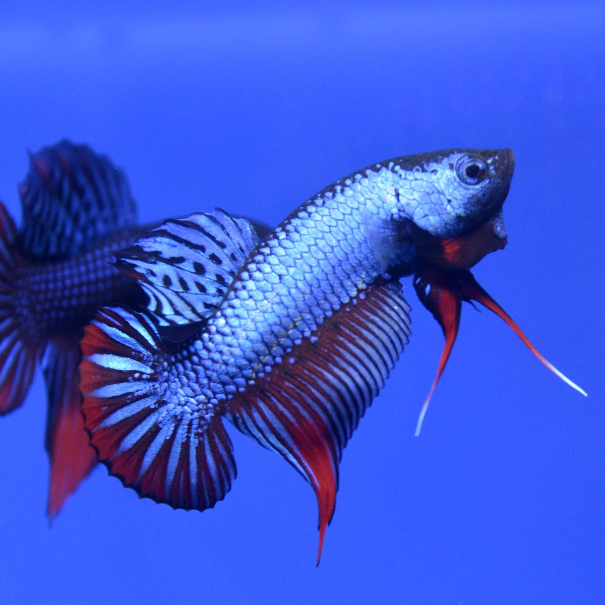けんご 闘魚庵 ワイルドフォームはフレアリングさせないとどうしても地味なベタに見えてしまいますよね お店でも彼らの魅力を100 感じていただきたいので 本気のフレアリングを見たい方はお気軽にお声がけ下さい 必ず彼らのことを好きになってもらえる