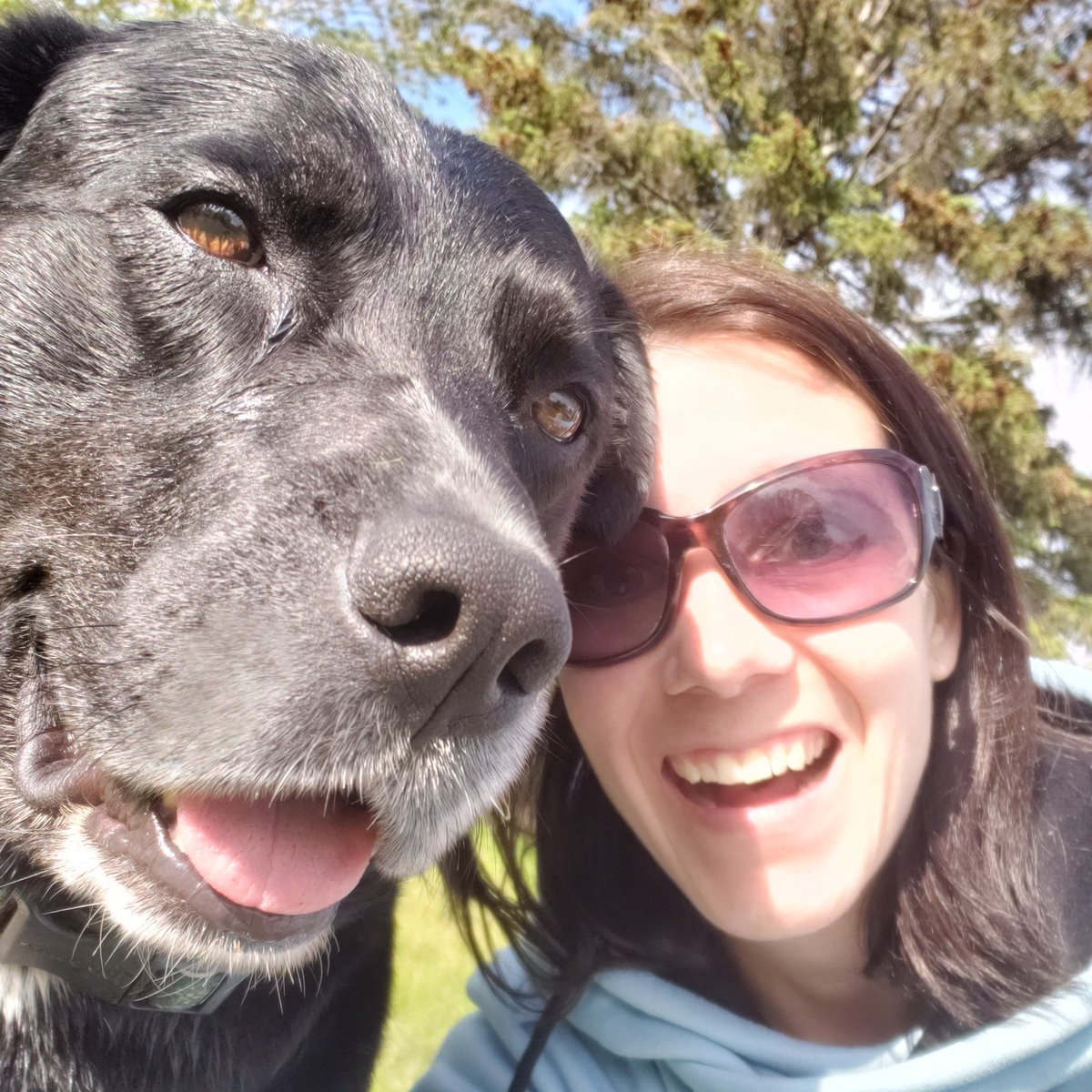 #NewProfilePic my boy Jango #starwars #dog #furbaby #huskylab  #selfie #petselfie