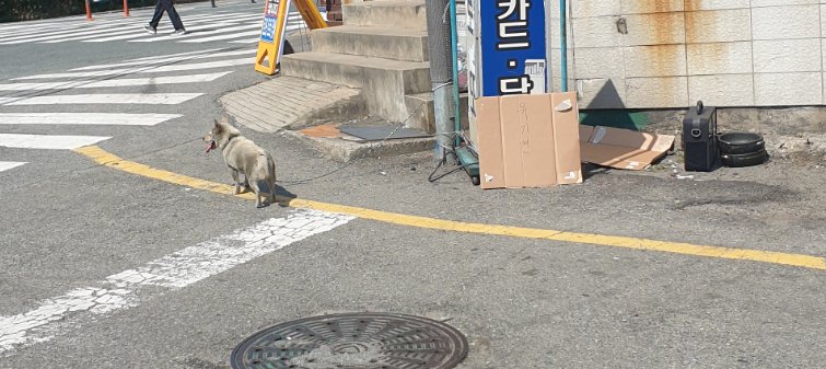 이 강아지 주인분 찾습니다
박스에 유기견이라 써있어요