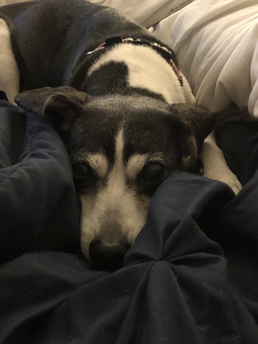 PadmaTheBeagle's tweet photo. @MillieOTLFP @Pixie_Tooth @Sammy_Says_Woof Of course. https://t.co/f2D1N7MTla