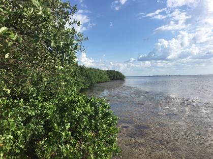 SCBMarine's tweet photo. Mangrove Trees Won’t Survive Sea-Level Rise by 2050 if Emissions Aren’t Cut: Scientists explored how the valuable ecosystems responded to rising seas in the past https://t.co/s3BqwLqOgE https://t.co/xwY4sGG4rh