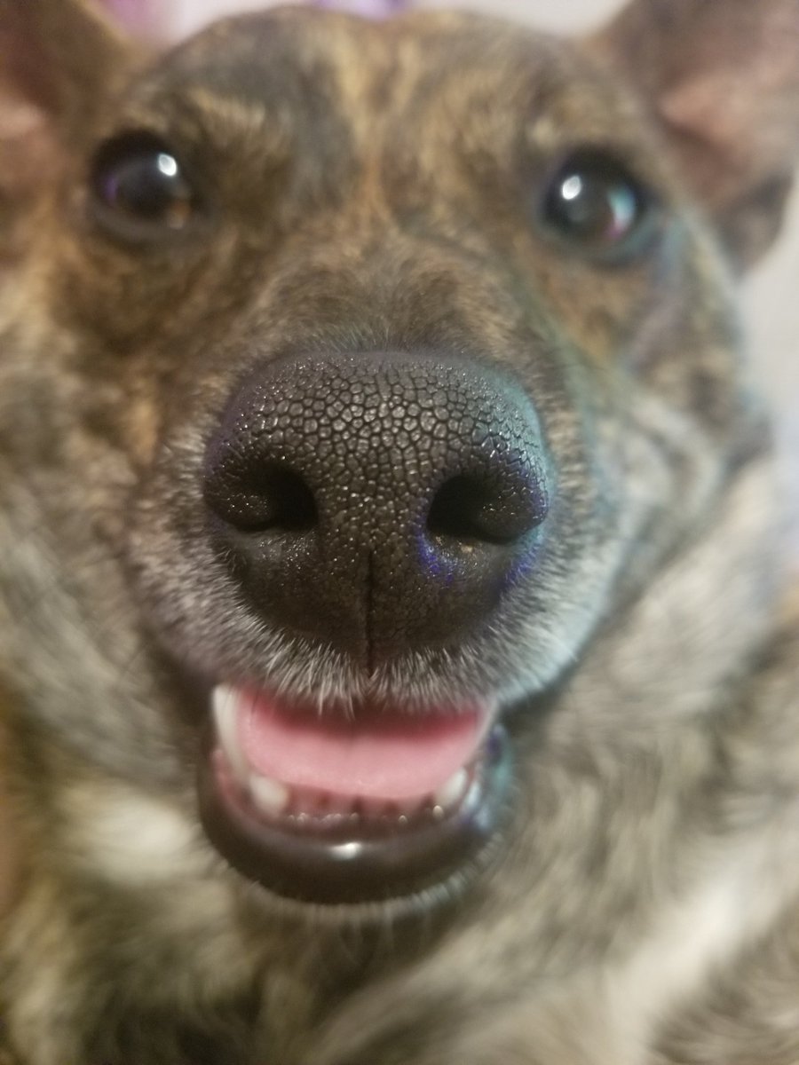 RachaelThomLMT's tweet photo. It's ma birfday. I got ice cweem. #RoguetheSneaky #HappyBirthday #ImTwo #rescuedog #rescueismyfavouritebreed @sonicdrivein #icecreamcone #ISharedWithMyBigBrother https://t.co/zEA7L0jfcX