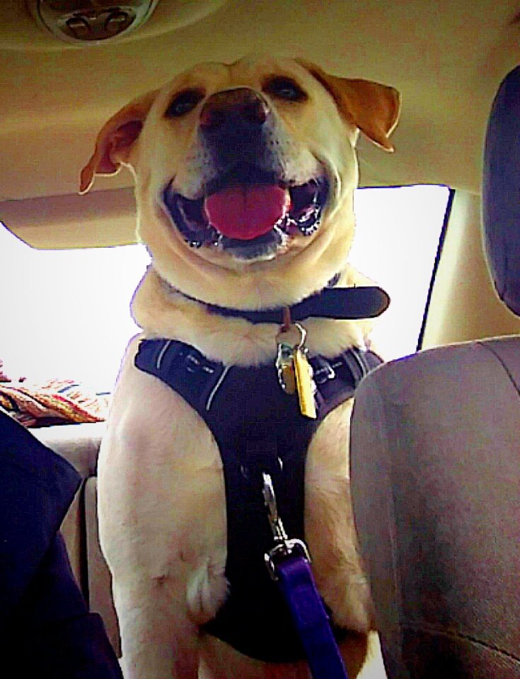 clarksonrulez's tweet photo. @RealLadyFrost #SmilesAreContagiousToo #King #TeamPooch #dog #dogs #DogsThatSmile @ProperPoochies https://t.co/O73X0jvoWO
