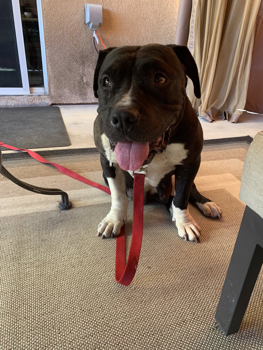 DogsFranklin's tweet photo. Here’s her picture! https://t.co/iOTAxMQxDj