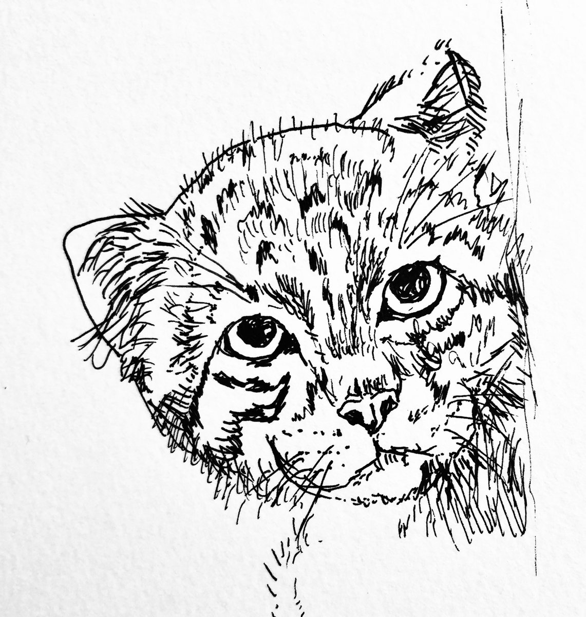 あお ニャーマン V Twitter マヌルネコ 下書きなしで今回も楽しく描かせて頂きました トラなお様感謝です マヌルネコイラスト ネコ科 イラスト 猫 ねこ ペン画 らくがき