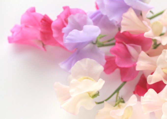55.キャンディ　キャンディ　花名刺 55.キャンディ キャンディ 花名刺 - メルカリ