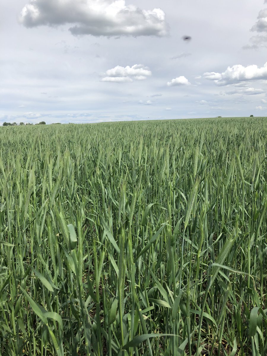 Julia Vold tweet media