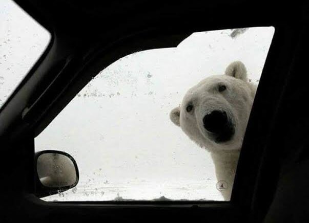 Zara0290's tweet photo. Me espanto este oso en el semáforo pensé que era un asaltante   #granizo https://t.co/7kDHNoDdM5