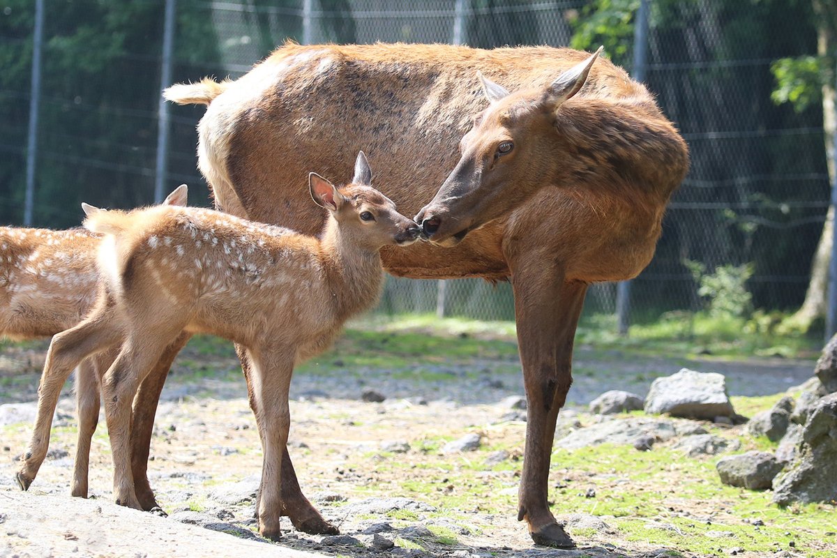 富士サファリパーク公式 今年も ワピチの赤ちゃんが 続々と誕生 母親や 群れの仲間たちに見守られ 合計６頭 スクスク成長 幼い頃だけ背中に白い斑点模様あり カムフラージュの役割を果たします T Co J0oglmrgue