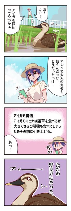 昨日は田んぼでカモを見ました。 