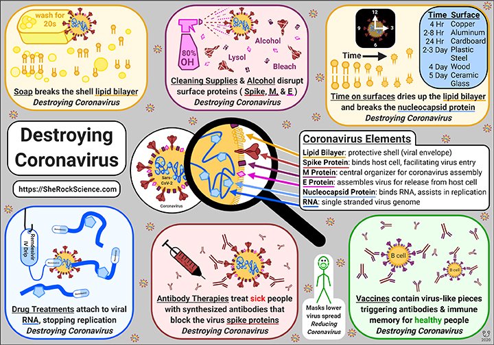 SheRockScience's tweet photo. #coronavirus #INFOGRAPHIC explaining the #Biology behind destroying #COVID19 with soaps, alcohol, cleaning supplies, time, drugs, #antibody therapies and #vaccines
We can beat this!
#scicomm #SciArt #SheRockScience #DestroyingCoronavirus
Created with @BioRender https://t.co/5s0J5Bclt8