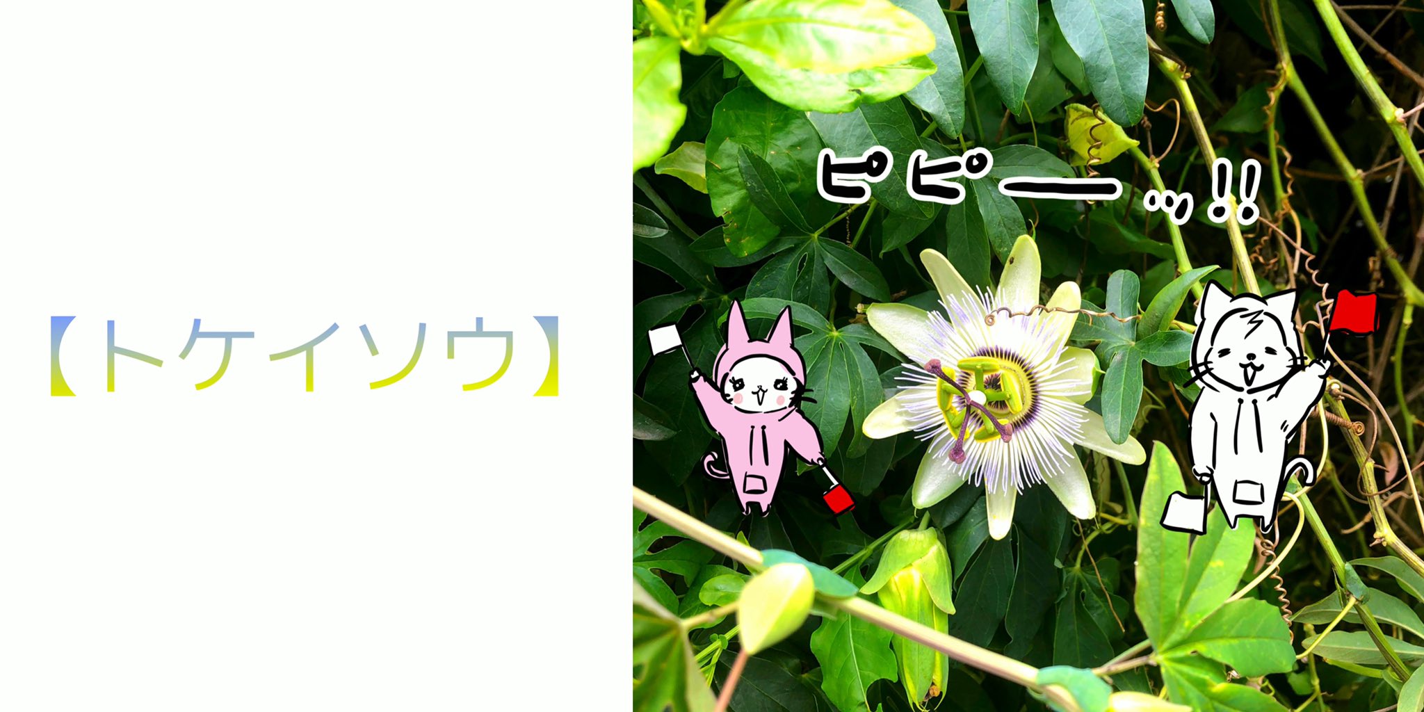 Atussy らんちゃん トケイソウ 可愛い 太陽が高くなるにつれて萎んでしまう ストップウォッチソウ 旗で遊びました Lineイラスト 大阪から来たねこ イラスト好きな人と繋がりたい トケイソウ 植物好きと繋がりたい ねこ