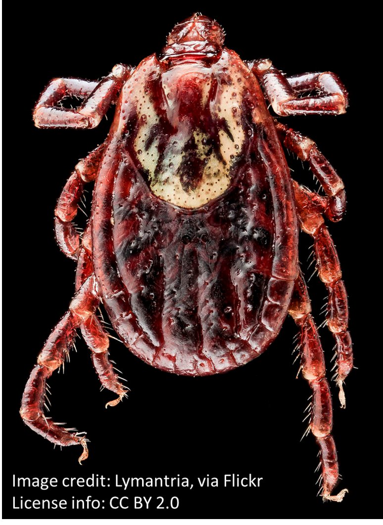 The disease remained mysterious, until two doctors L.P. Macalla and H.A. Bereton had a patient who was bitten by a tick.One which looked a lot like the one below.That patient later developed the symptoms described in the post above.