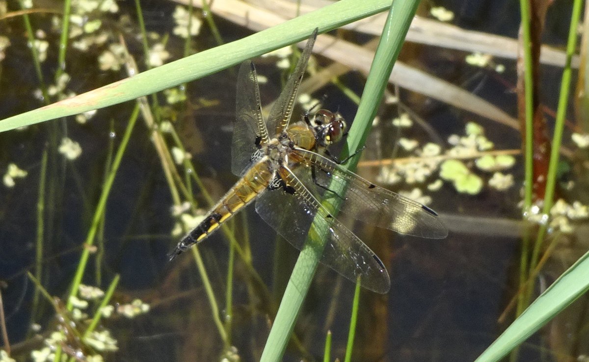 New Dragonfly for Lacey's Pond. Can anyone identify this dragonfly? Thanks.