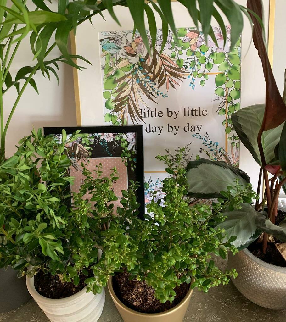 rosemarylondong's tweet photo. Little by little, day by day #smallsteps #littleacornstomightyoaks #botanicalworld #plantsdecor #elledecor #interiordesign #wallart #motivationalquotes #feelinggood #naturelovers https://t.co/IBGxEXXLte