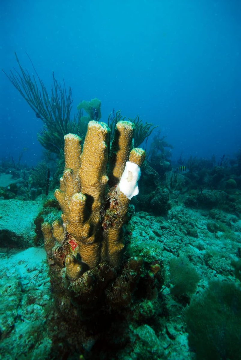 GusJaspert's tweet photo. Stony Coral Disease is spreading in the Caribbean and sadly the first signs of it are in the #BVI.  We can and must take action to stop it harming our amazing coral.  Pleased the Governor’s Office with UK funding is supporting these initiatives. https://t.co/QkwIfcr4DD