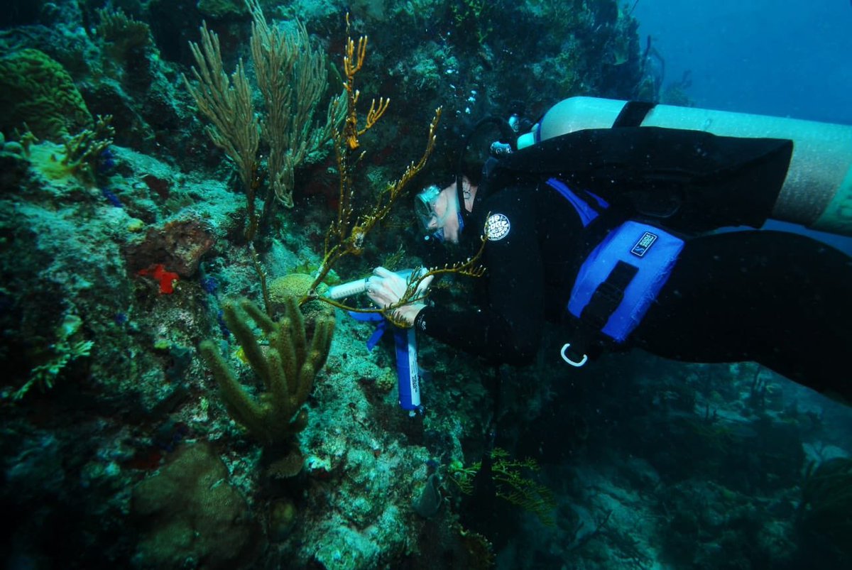 GusJaspert's tweet photo. Stony Coral Disease is spreading in the Caribbean and sadly the first signs of it are in the #BVI.  We can and must take action to stop it harming our amazing coral.  Pleased the Governor’s Office with UK funding is supporting these initiatives. https://t.co/QkwIfcr4DD