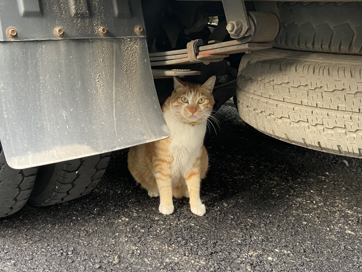 근처에서 자주 보는 고양이와 아이컨택. 너 무 귀 여 워 🙊