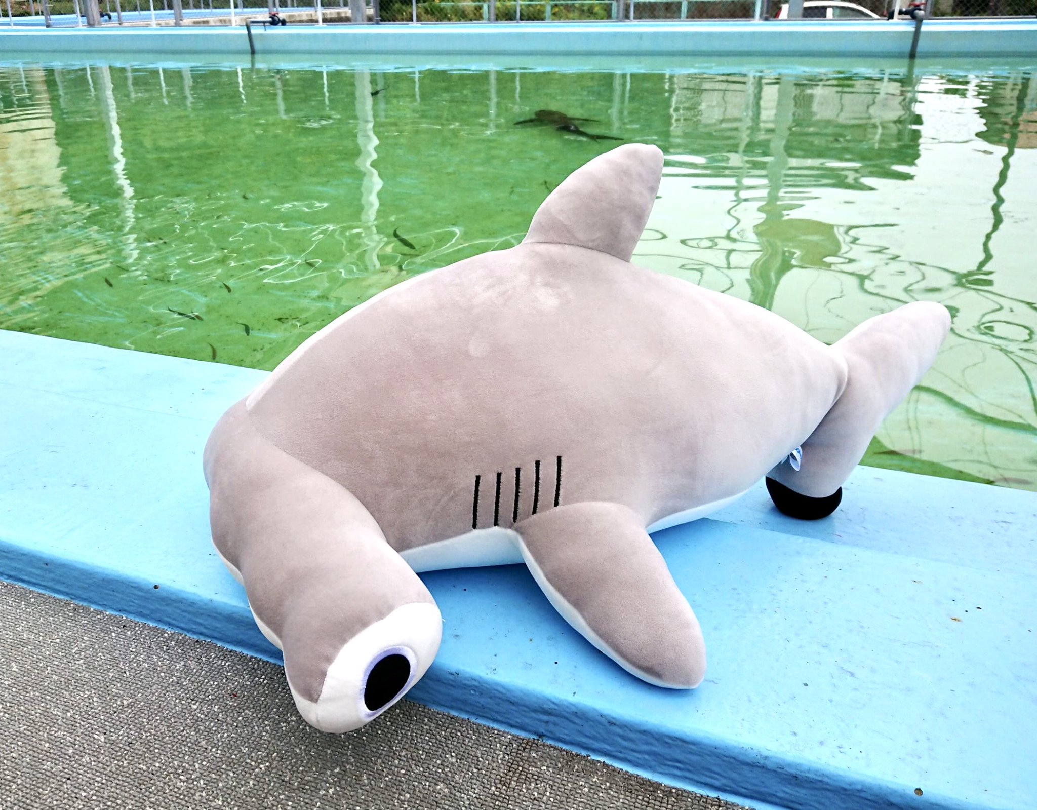 むろと廃校水族館 on X: 