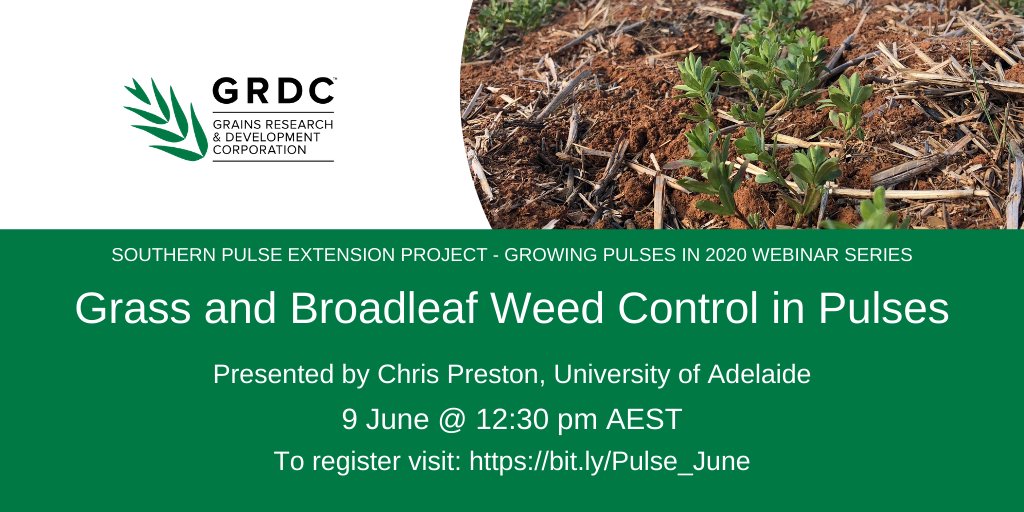 BCG_Birchip's tweet photo. The #SouthernPulseExtension webinar starts in 15 minutes! There's still time to register and learn about grass and broadleaf weed control in pulses with Dr Chris Preston @UniofAdelaide. https://t.co/psQ9fNdNwa https://t.co/U8CXsO4uoH