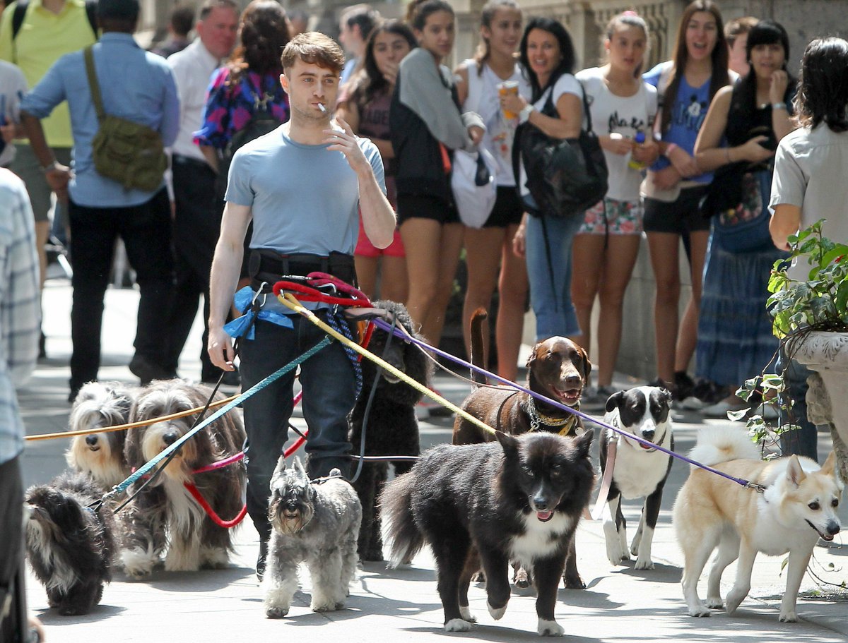 majacobs's tweet photo. Dan Radcliffe’s best moments:
1. Speaking up for trans rights
2. This photo https://t.co/Eip73S11V1