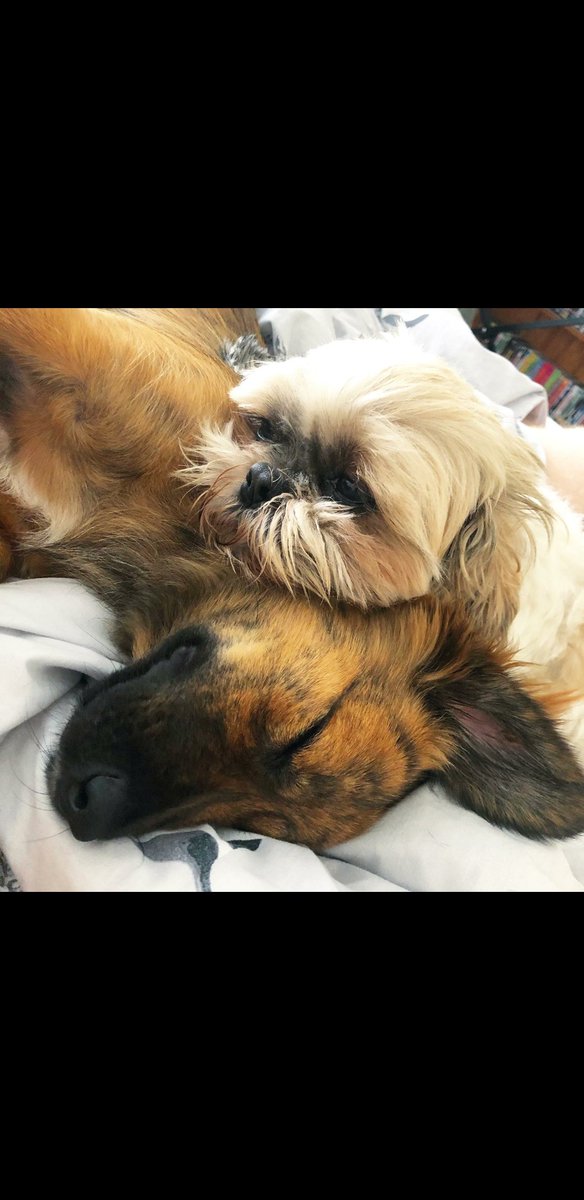 SamBetson's tweet image. 🐾pupparinos