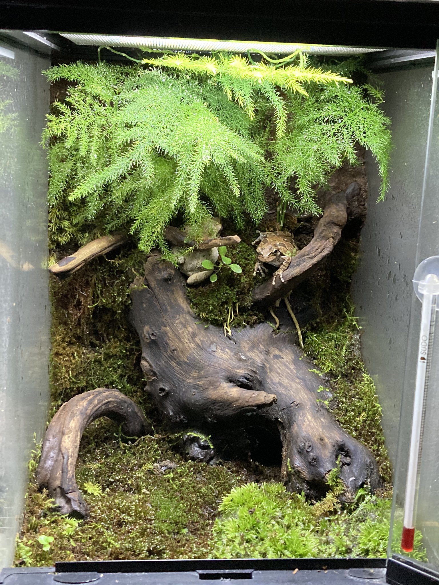 まりも 苔の緑を保つのが難しい カエル カエルテラリウム アマガエル テラリウム T Co Mvqsngn3yh Twitter