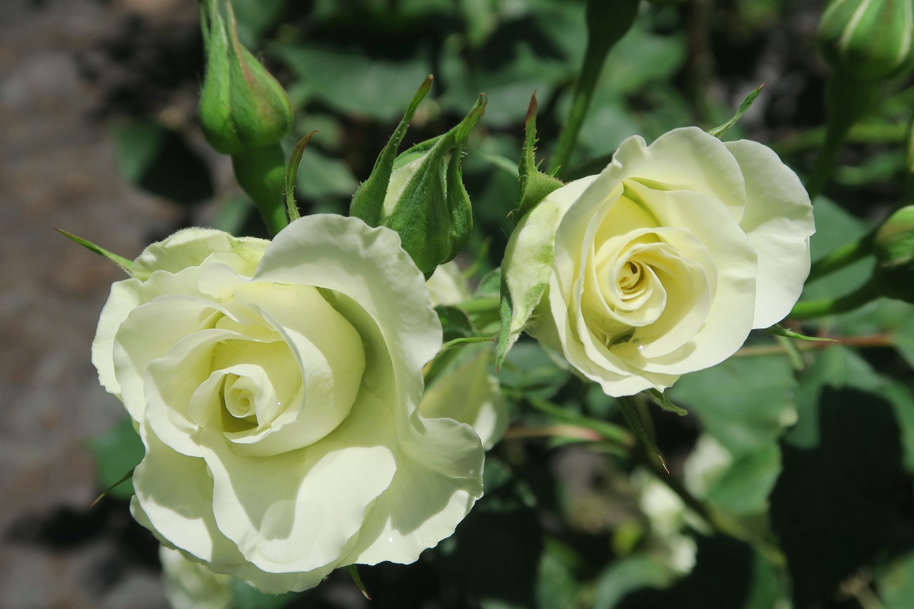 旧古河庭園 100 緑光 珍しい緑白色のバラです 開花につれ 白から淡い緑に変わります ついに100ー 昨年の人気投票位の緑光です 小ぶりの花をたくさんつけるfl フロリバンダ系 のバラ あと3種類 旧古河庭園 バラ ツイッターで楽しむ庭園
