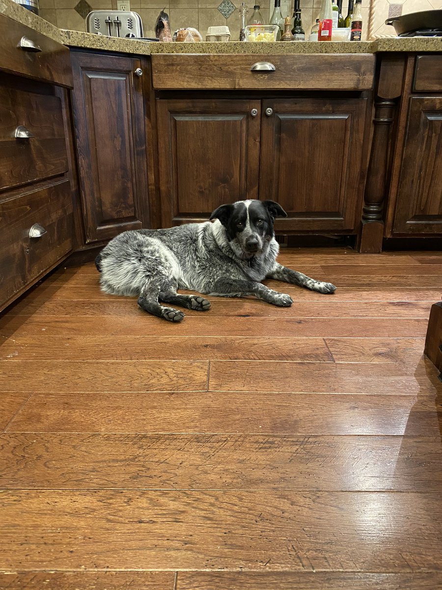 Pure unconditional love. 😊🐶. Sweet little guy follows me from room to room and plops down to be with me.  How blessed we are to have these sentinels in our lives to remind us of pure love.