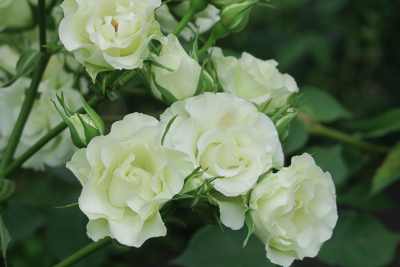 旧古河庭園 100 緑光 珍しい緑白色のバラです 開花につれ 白から淡い緑に変わります ついに100ー 昨年の人気投票位の緑光です 小ぶりの花をたくさんつけるfl フロリバンダ系 のバラ あと3種類 旧古河庭園 バラ ツイッターで楽しむ庭園