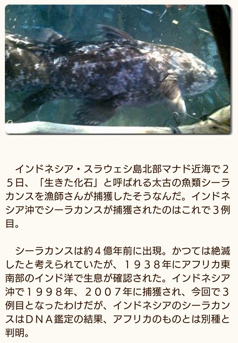 ニューネッシー Twitter Search Twitter