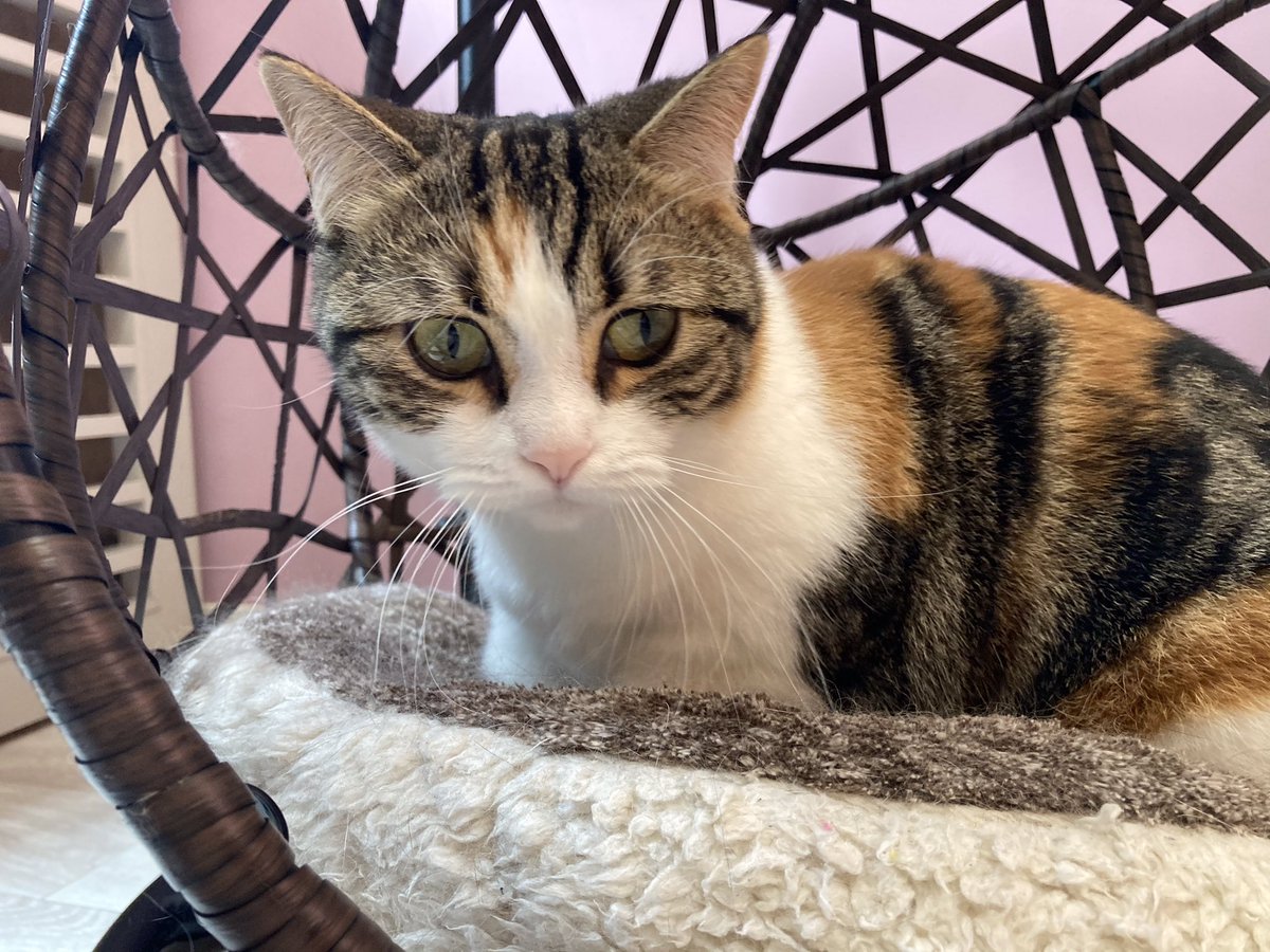 猫カフェmeow ミャオ على تويتر ふみふみ中のおもちちゃん 猫カフェmeow Catcafemeow 猫カフェ 猫 Cat Catcafe 고양이 고양이카페 貓 猫咪 猫咪咖啡馆 福岡 天神 大名 Fukuoka マンチカン