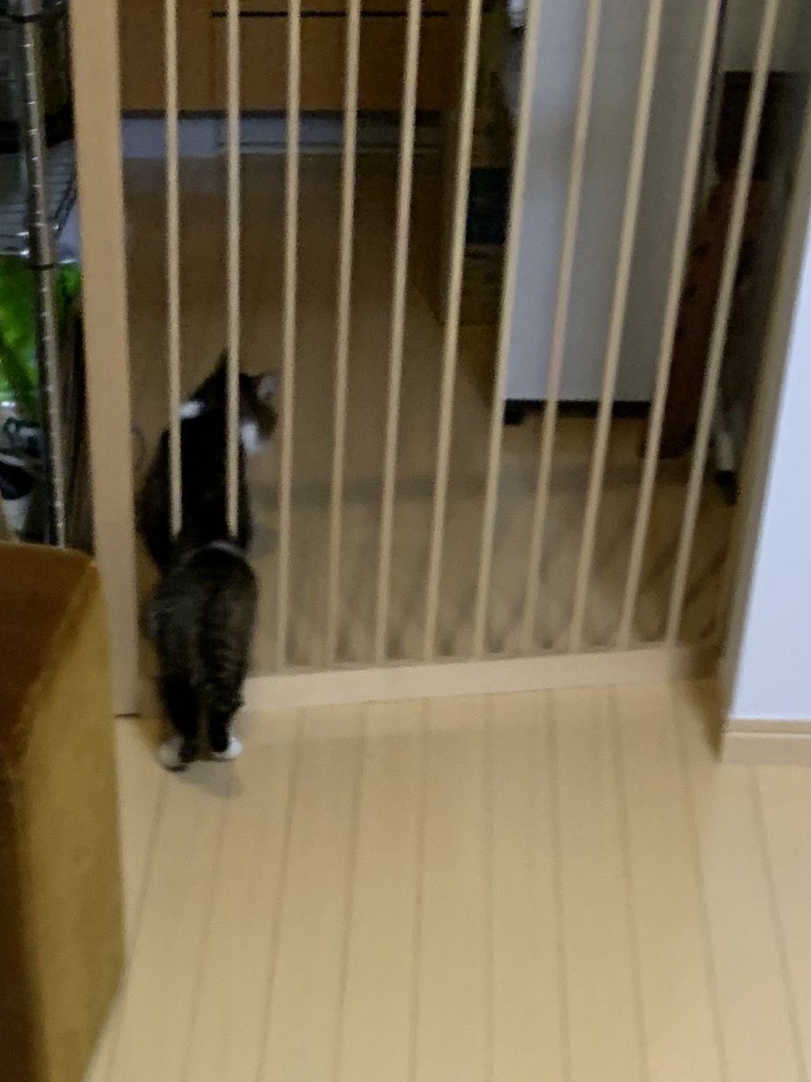松本 猫が台所に入りたがるのを防ぐドア 縦の棒だけの柵だとヌルリと抜けられたので金網を付けた結果です