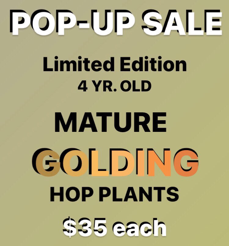 Back by popular demand, come and get yours while they last this Thursday from 3-6:30pm at Alley Kat Brewery <a href="/alley_kat_beer/">Alley Kat Brewing</a>