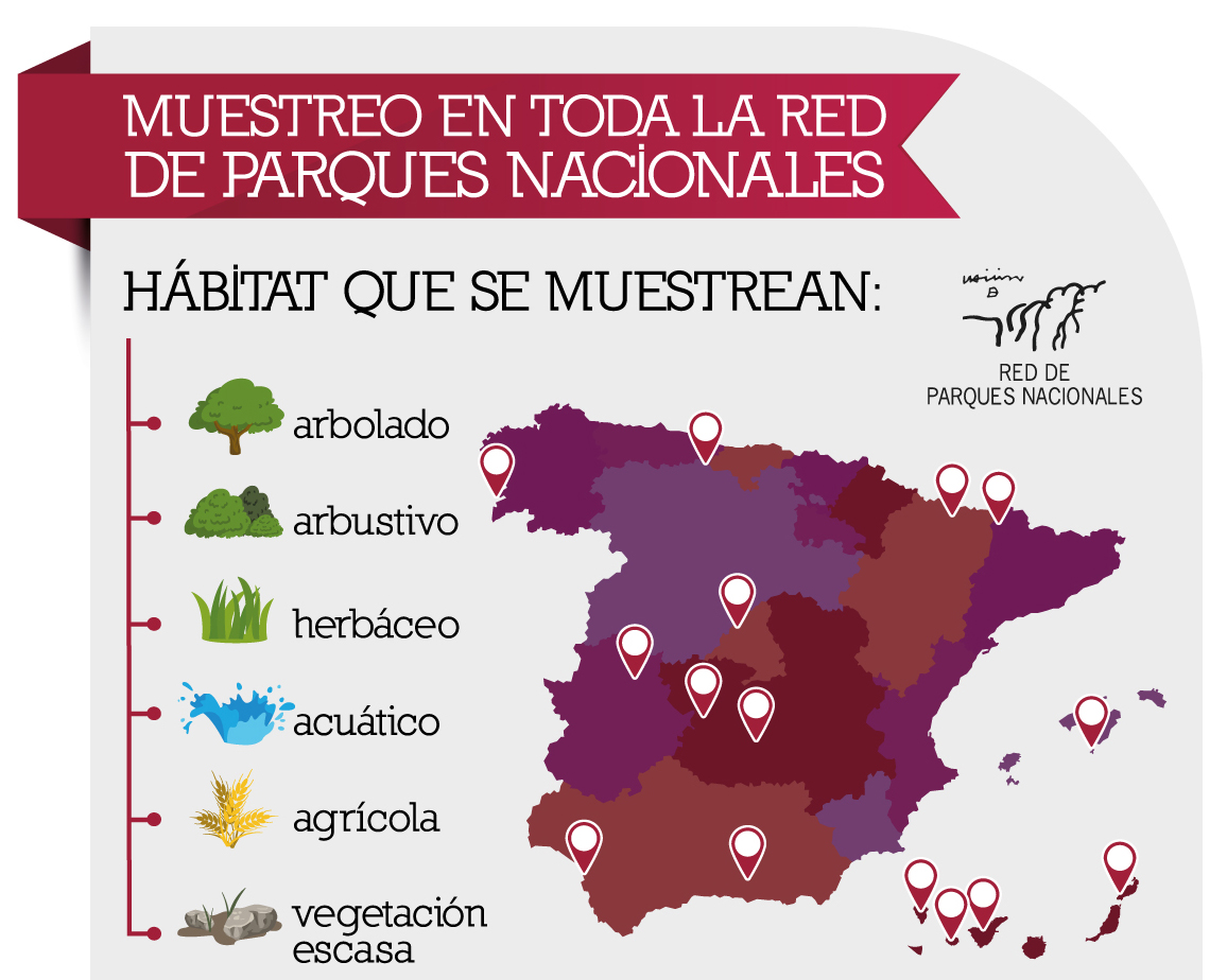 oapngob's tweet photo. Los datos de abundancia de #aves recogidos en los muestreos primaverales de 2019 dentro del programa de #seguimiento ecológico de aves comunes, se pueden consultar para cada #ParqueNacional en el informe de resultados de nuestra web. https://t.co/hN8No9DcFX https://t.co/YZhIyMmC9H