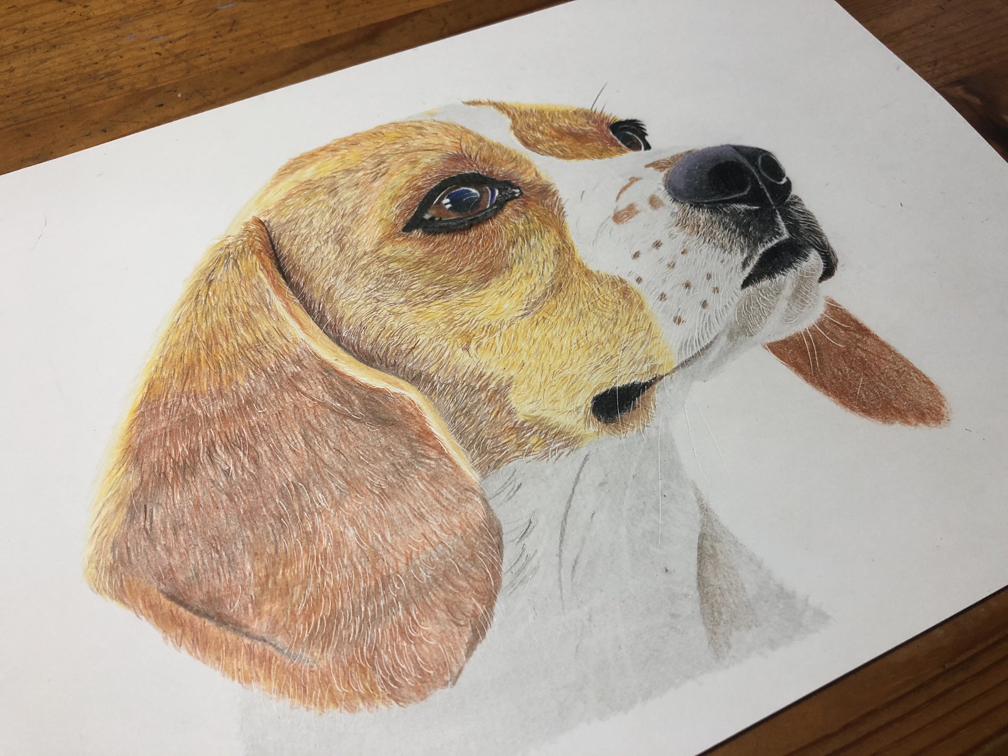 てぃらお ビーグル犬 絵 鉛筆画 色鉛筆画 犬の絵 アート イラスト 生き物の絵 食べ物の絵 猫の絵 ディズニー Art Picture Pencildrawing Colorpencildrawing Dogpainter Paint Foodpainter Catpainter Disney T Co Qjtemkpfpr