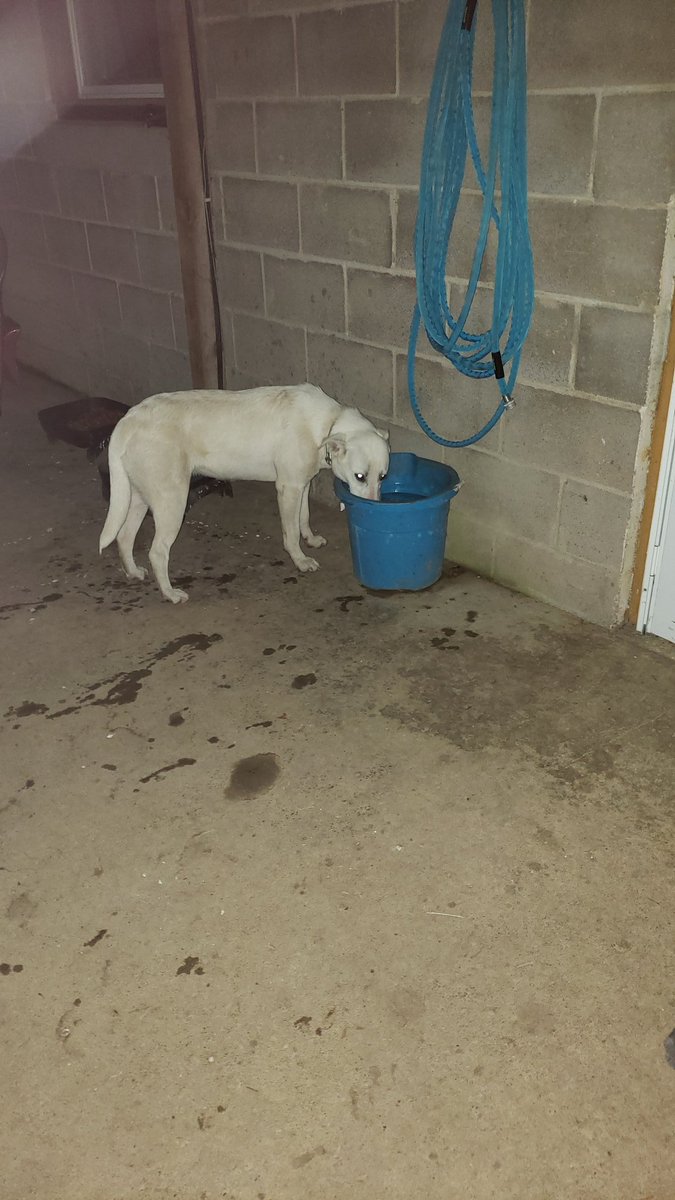 amycurran73's tweet photo. @joeimel found in Hadley area. Better pictures than other tweet https://t.co/MVsNP4OSAt