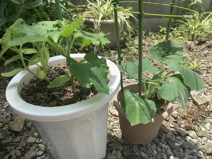 そうそう3週間前に植えた苗が成長してきた🌱🌱🌱 