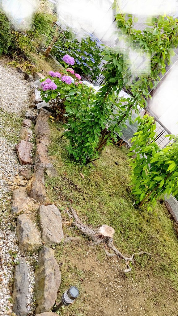 つくし 多肉植物垢 23 昨日 頑張って草取りした庭 緑に見える残ってるのは苔です 笑 いつの間にか苔だらけ これから除草剤まきます 明日から雨はまずいよね 絶対 草延びるよ そのうちビワの木も植えます 庭の植物 ガーデニング 庭の