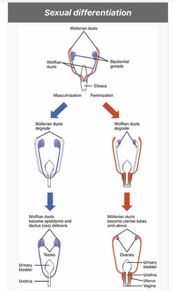 GirlHasNoGender's tweet photo. @TheBrightgeist @columbascave @annie_eaton * Actual biology *

ALL humans go down one or the other pathway.

Beautiful in its binary simplicity https://t.co/IBFEALB3dU