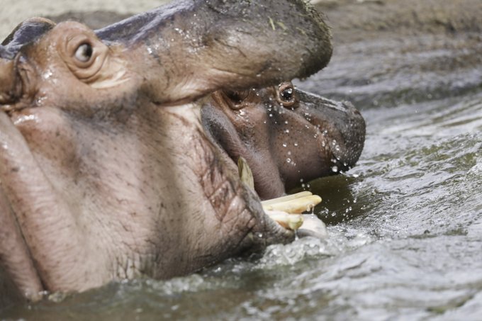 旭川市旭山動物園 公式 さん がハッシュタグ 子育て をつけたツイート一覧 1 Whotwi グラフィカルtwitter分析