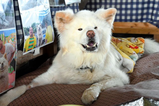 朝日新聞デジタル わさお 天国へ 推定13歳 愛された ブサかわ犬 T Co Cywgkbtqgn 不細工でもかわいい ブサかわ犬 として人気を集めた青森県鰺ケ沢町の秋田犬 わさお 8日夕方 眠るように最期を迎えました 推定13歳でした わさお