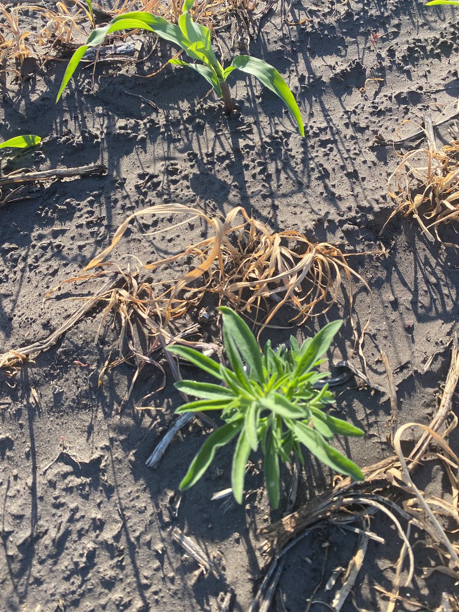 The fall rye terminated just fine, but the Kochia didn’t follow suit...I wonder why? #weednerd ⁦@mbpestlab⁩ #gettested #KnowledgeIsPower