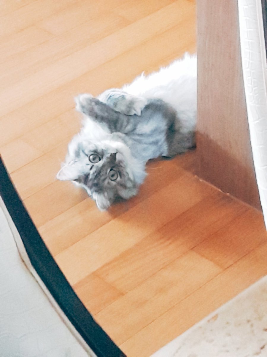 저번에 식탁에서 먹을거 준비하다가 제리 뭐하나 봤는데 저러고 누워있어서 넘 웃기고 귀여웠다 ㅋㅋㅋㅋㅋㅋ