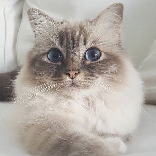 hendery as ragdolls 🐱 tweet media