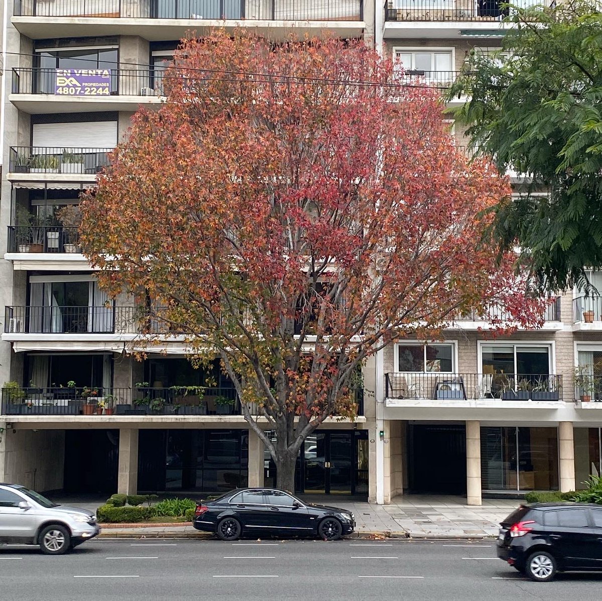 El árbol frente al museo
29.04 —> 08.06.2020