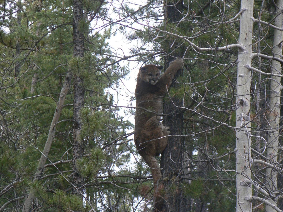 FWEnforcement's tweet photo. Cougar encounters are rare, but it is important to know what precautions to take and what to do if you encounter one. Learn more about reducing conflict with cougars at https://t.co/SKCuZrOYlH https://t.co/d8izx8guLC